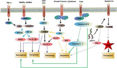 Programmed Cell Death: Complex Regulatory Networks in Cardiovascular Disease